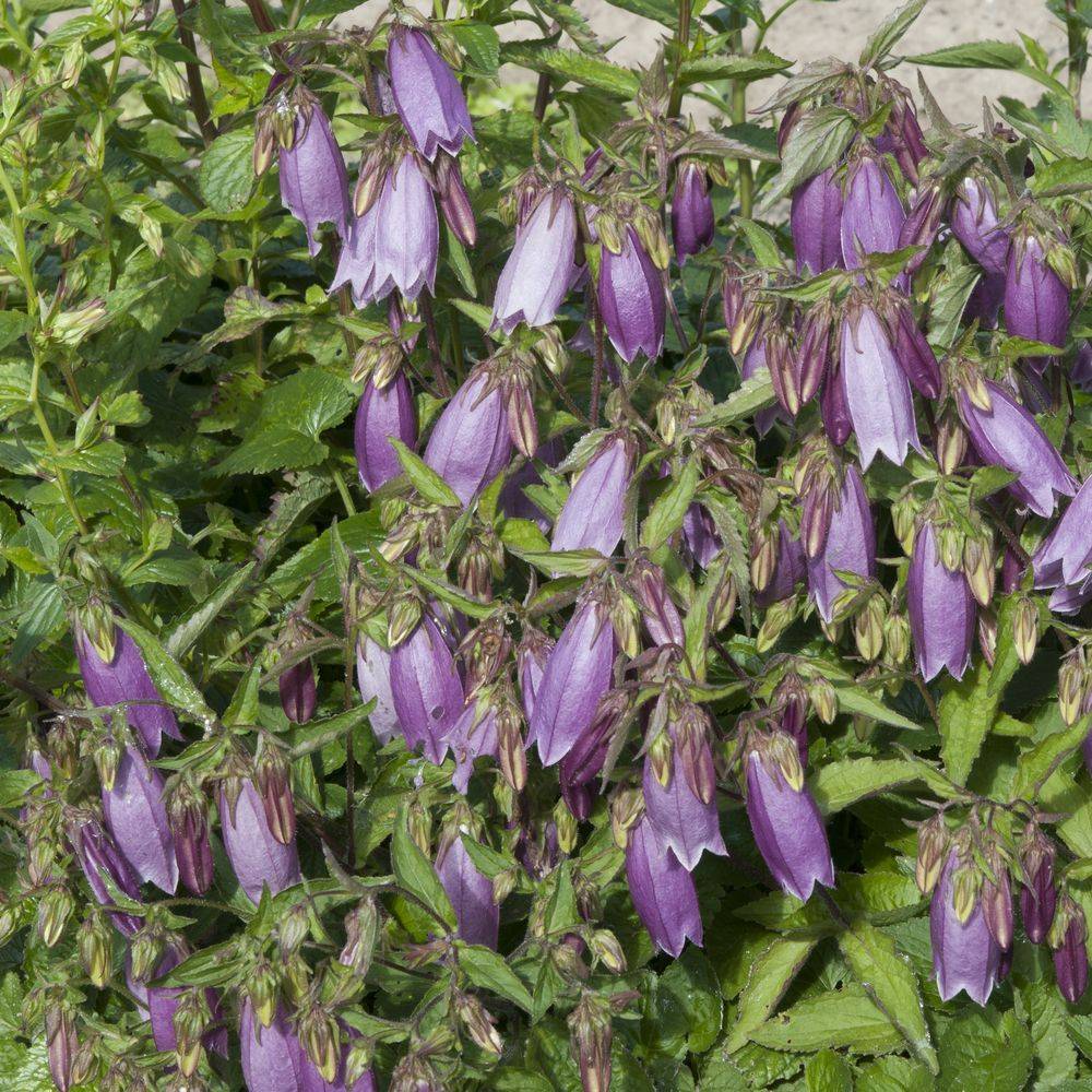 Campanula takesimana elisabeth - Image 1