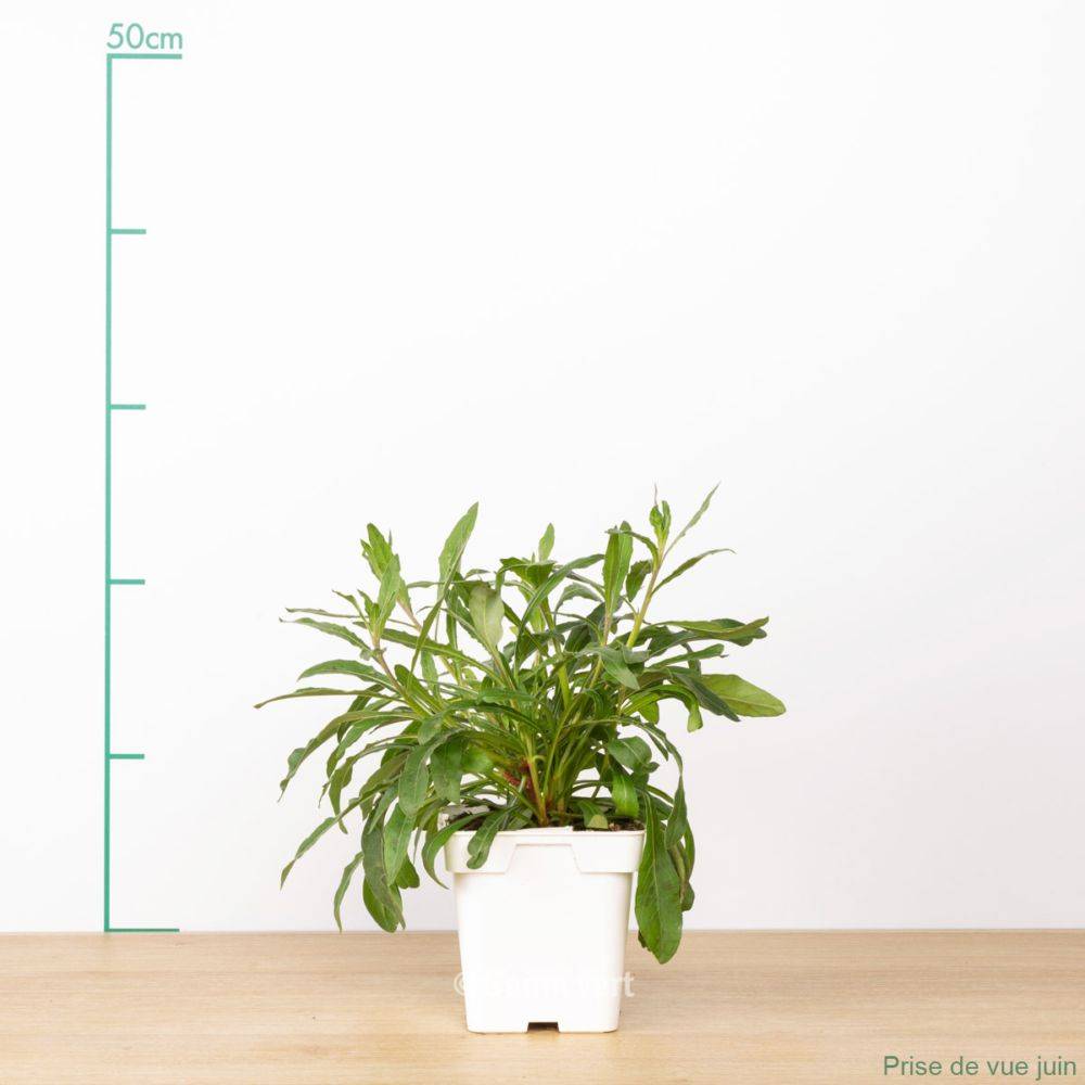 Gaura lindheimeri blanc - Image 2