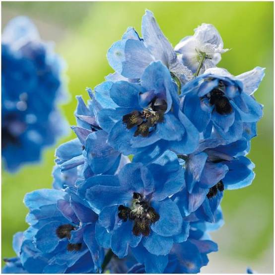 Delphinium hybride giant pacific blue jay