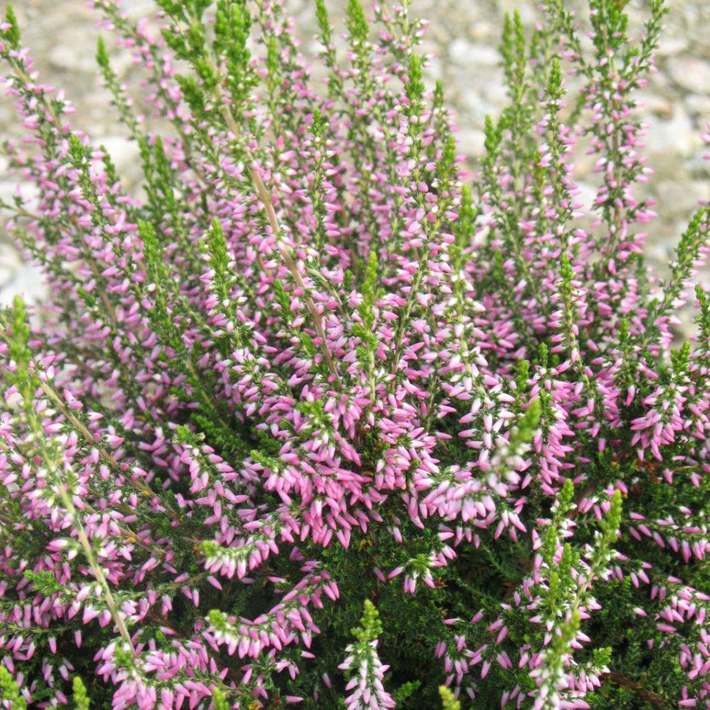 Bruyère commune Calluna Garden Girls Aphrodite