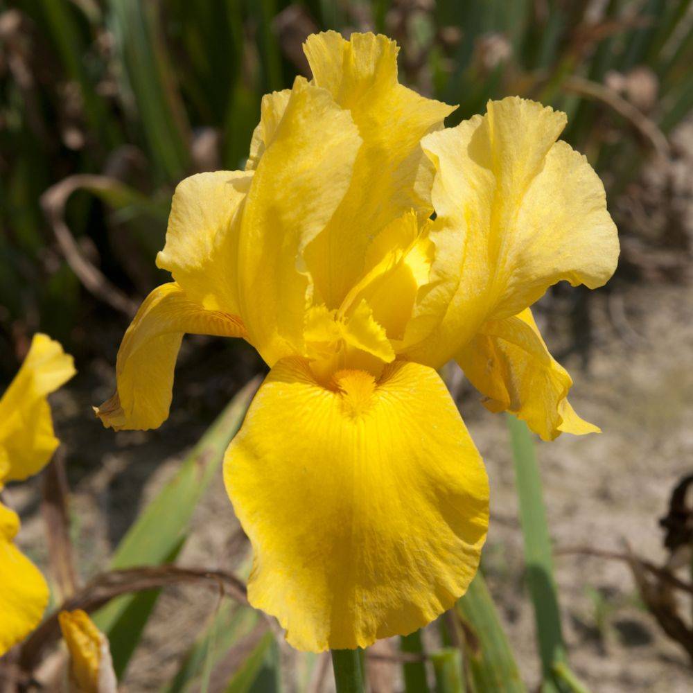 Iris des jardins jaune pur lot de 3