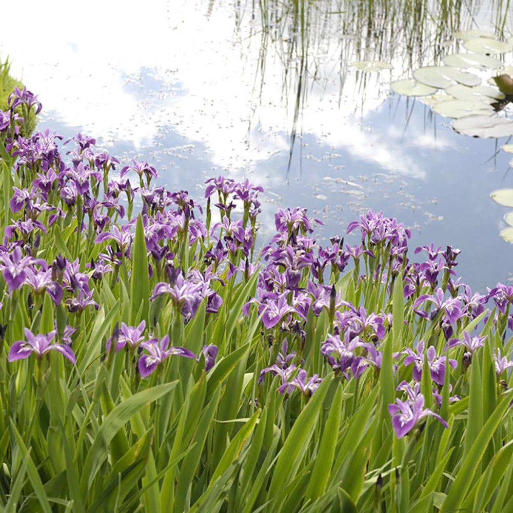 Iris des rives - Iris laevigata - Image 1