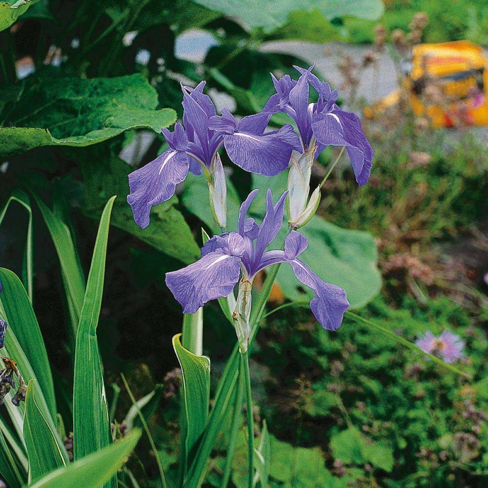 Iris des rives - Iris laevigata - Image 3