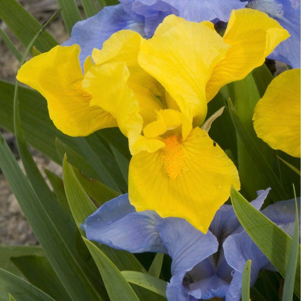 Iris nain orange lot de 3