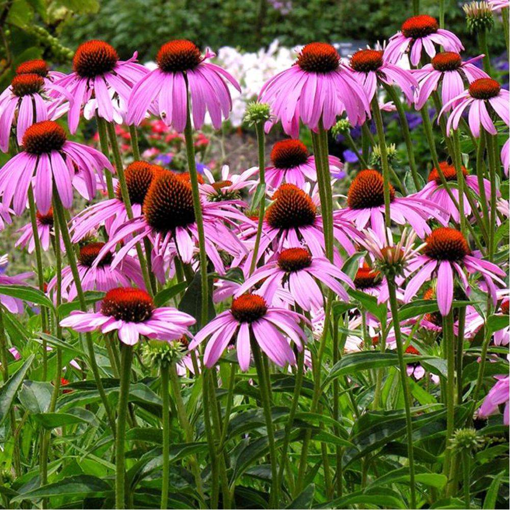 Rudbeckia nain rose Little Magnus