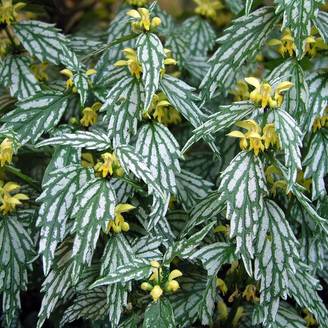 Lamium Herman’s Pride