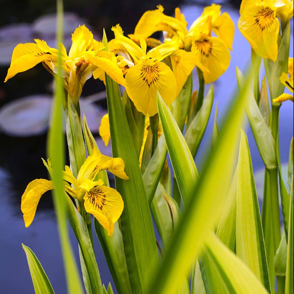 Iris des marais panaché - Image 2