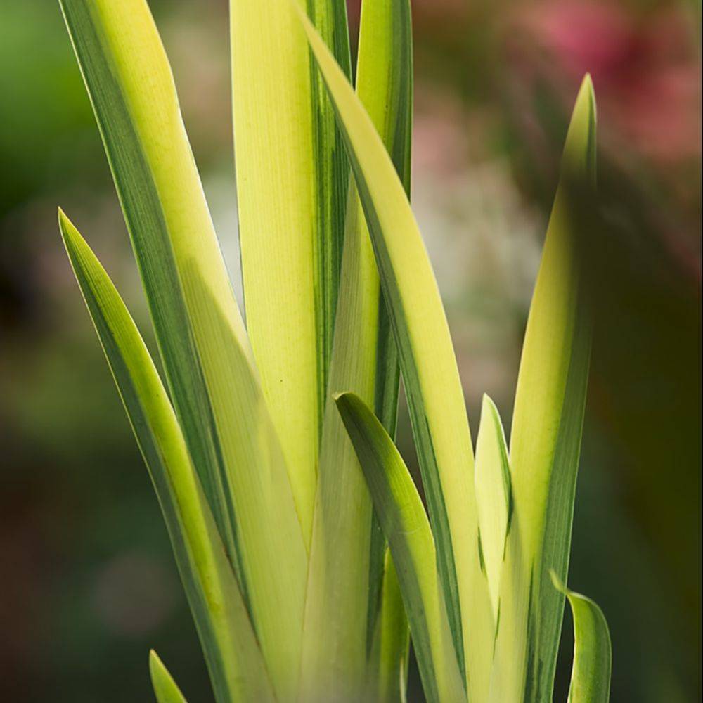Iris des marais panaché - Image 1