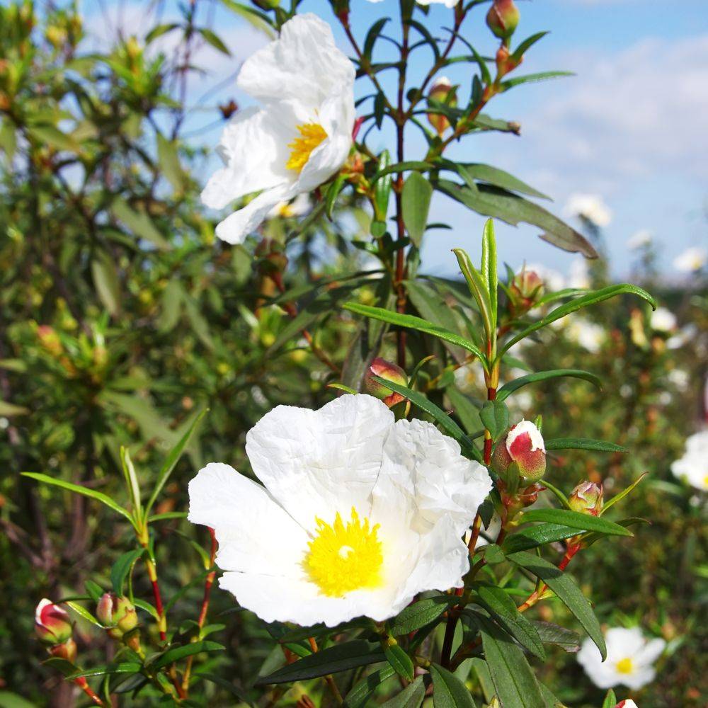 CISTUS corbariensis en pot de 3 litres - Image 2