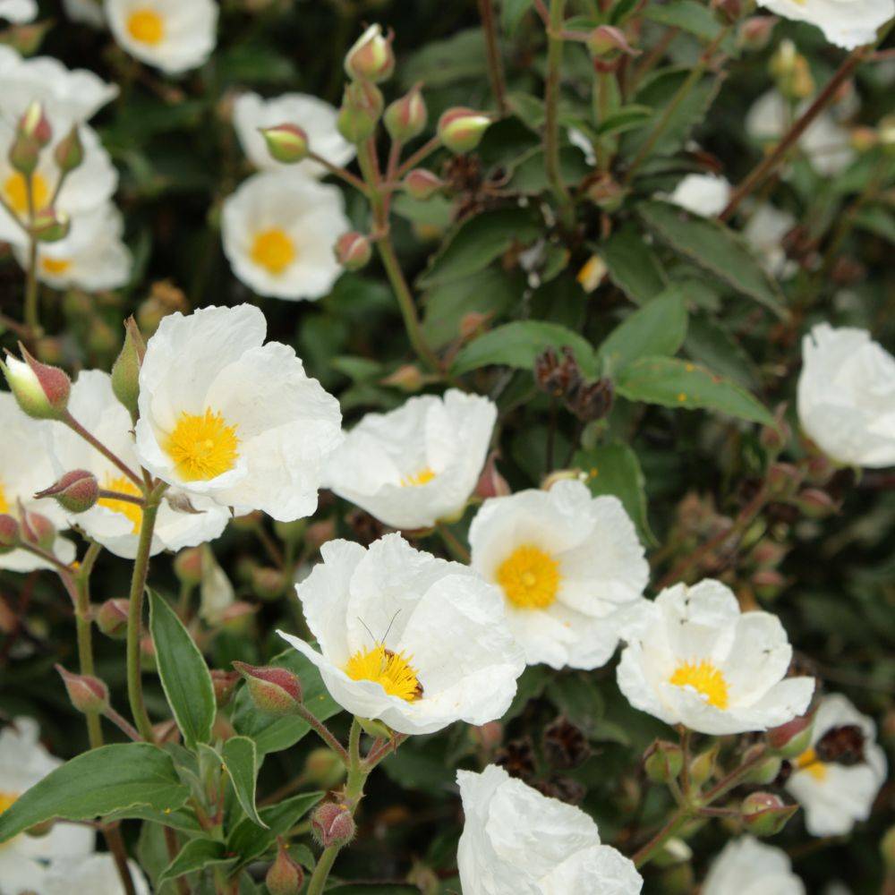 CISTUS corbariensis en pot de 3 litres