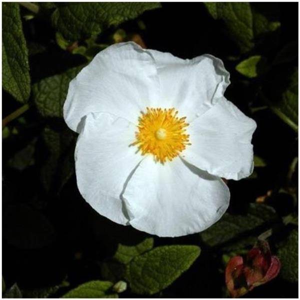 CISTUS corbariensis en pot de 3 litres - Image 3