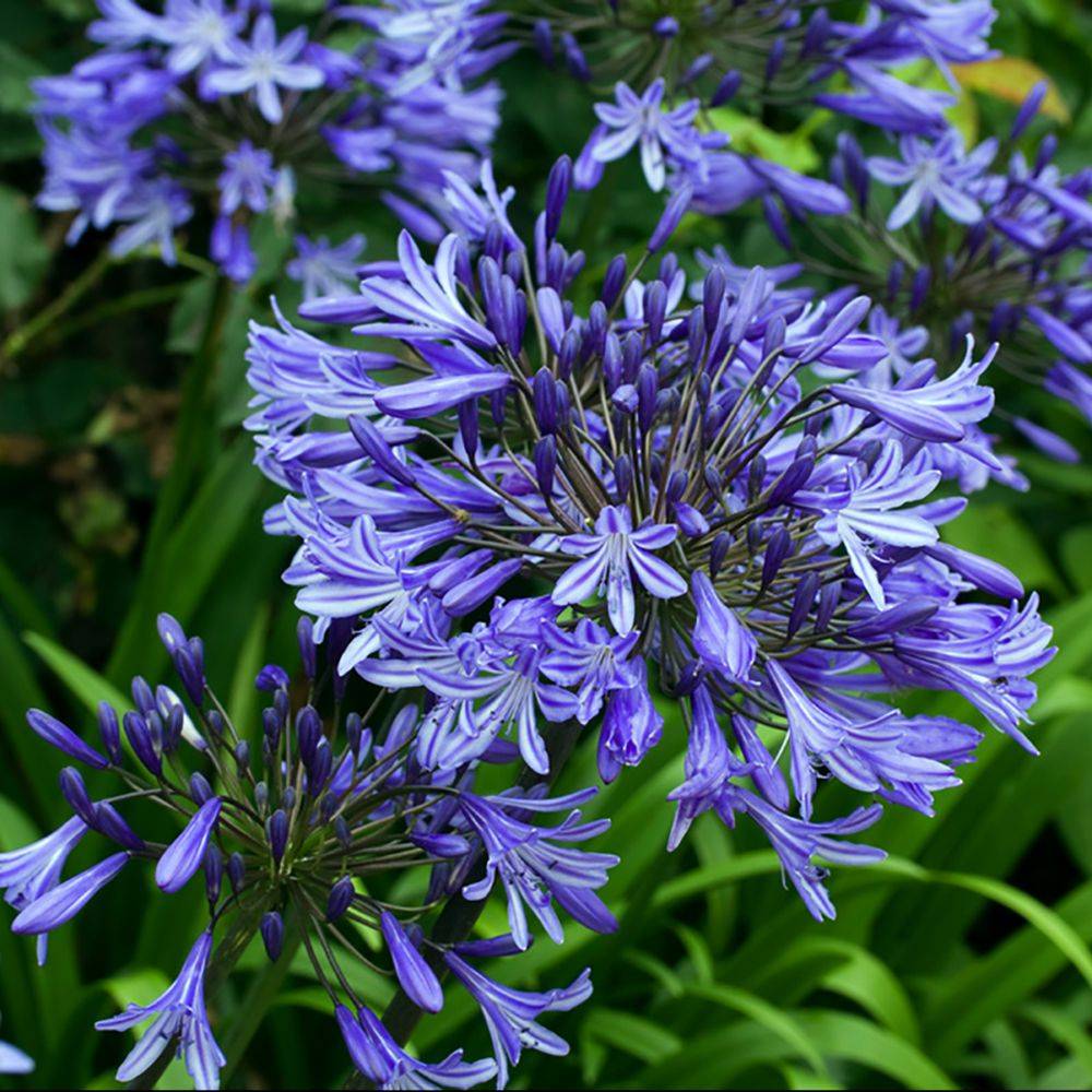Agapanthe Star Quality