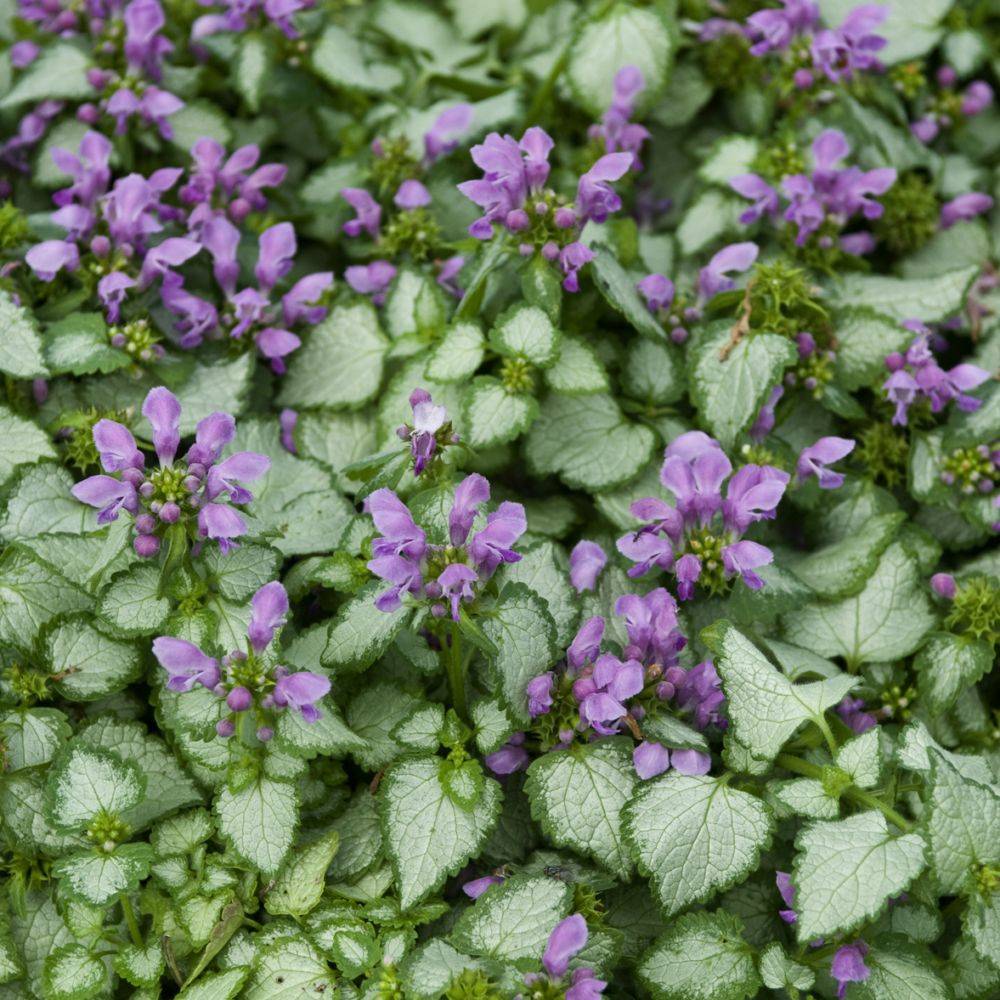 Lamium Beacon Silver’ lot de 3