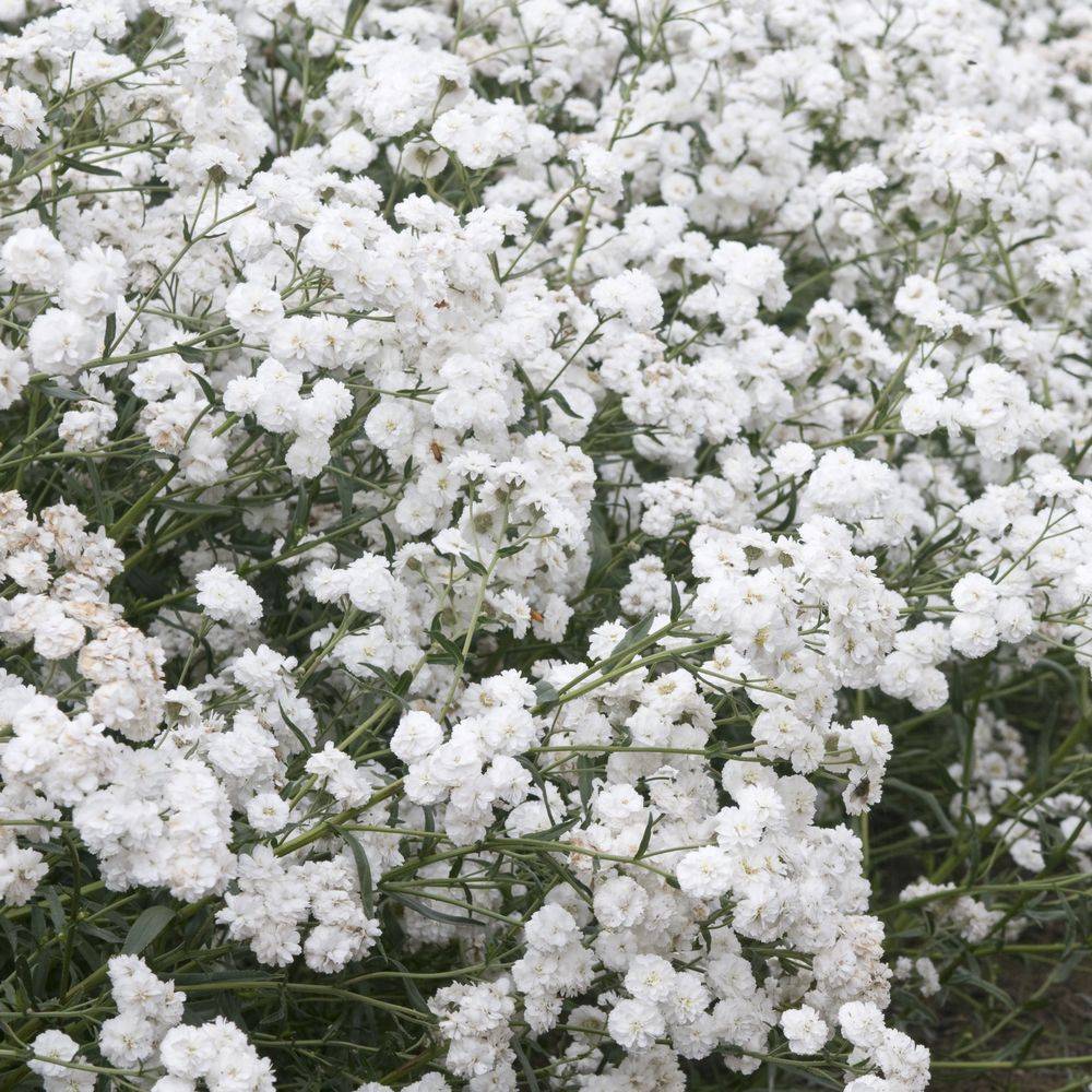 Achillea ptarmica The pearl lot de 3 - Image 1