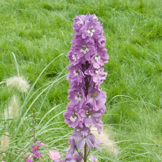 Delphinium Excalibur Lilac - Pied d'alouette