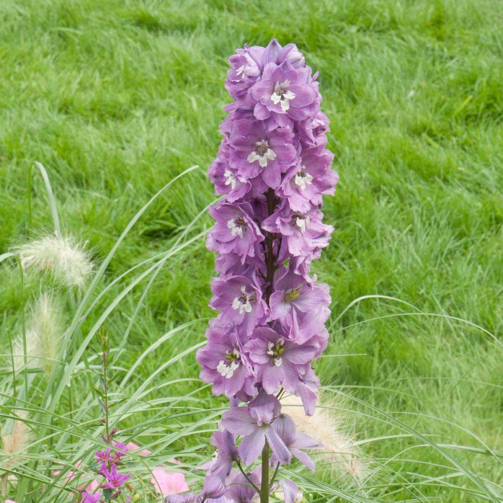 Delphinium Excalibur Lilac - Pied d'alouette