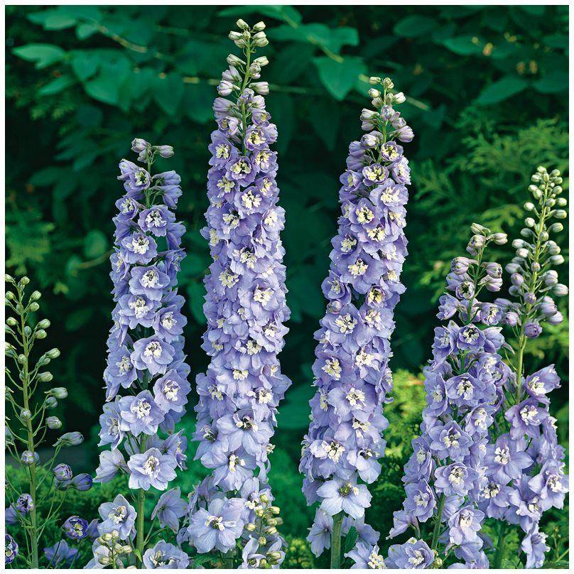 Pied d'alouette 'Summer Skies' - Delphinium - Image 2