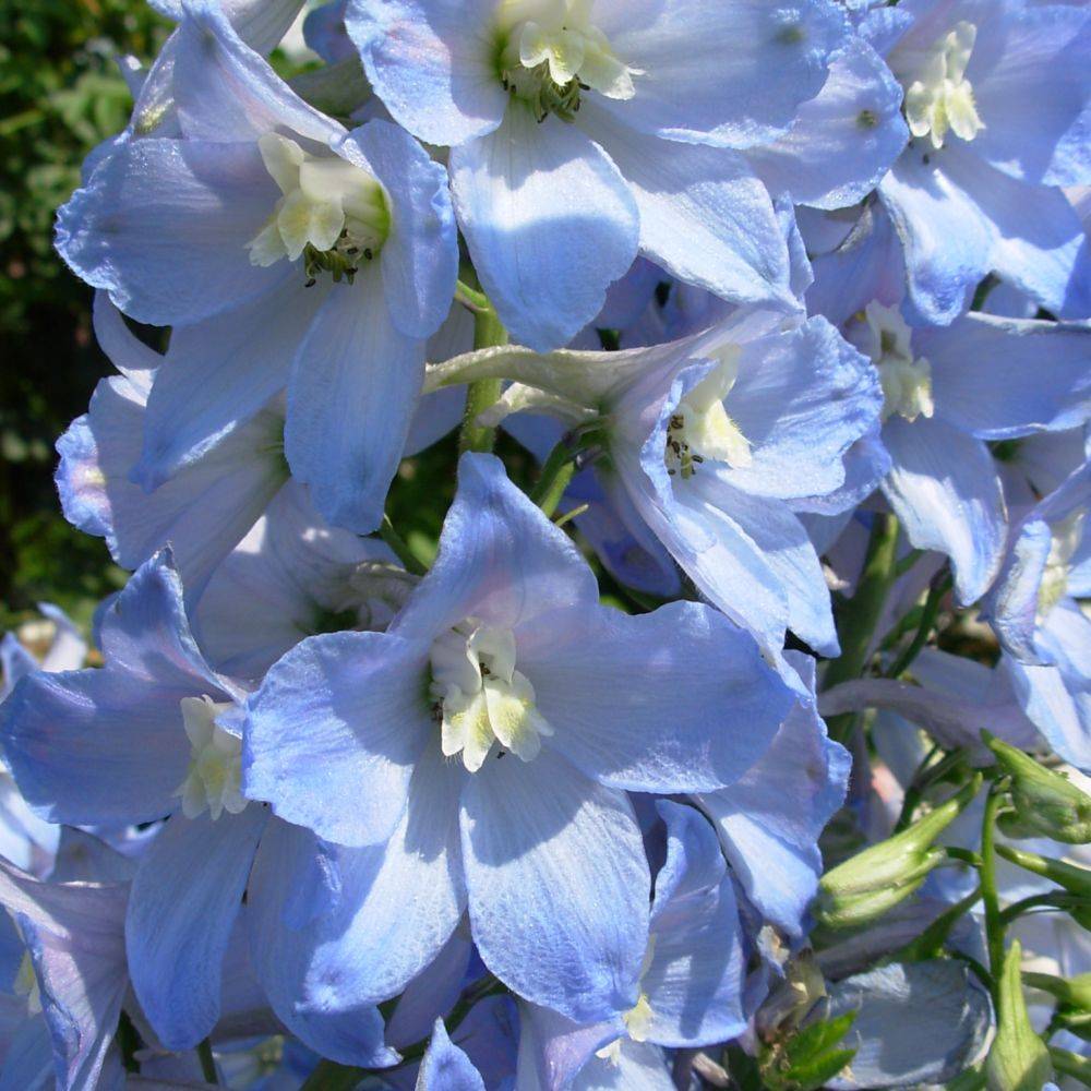 Pied d'alouette 'Summer Skies' - Delphinium - Image 1