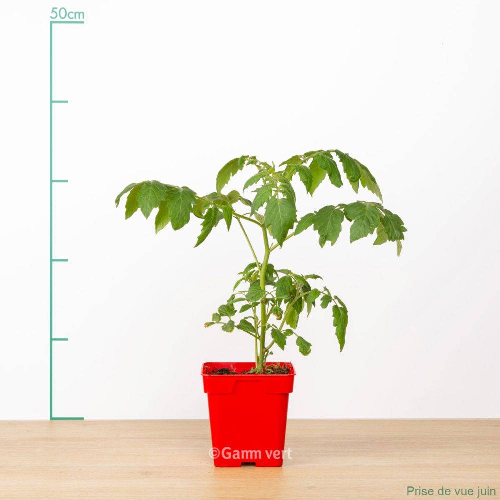 Tomate cerise rouge 'Trilly' F1 - Image 8