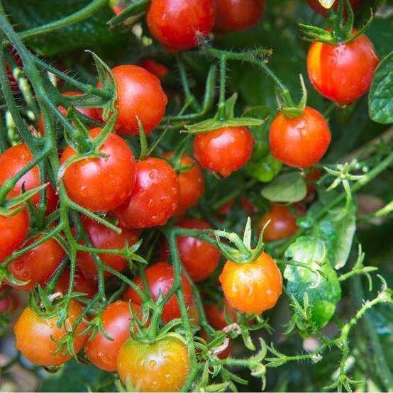 Tomate cerise rouge 'Trilly' F1 - Image 5