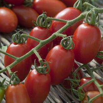 Tomate cerise rouge 'Trilly' F1