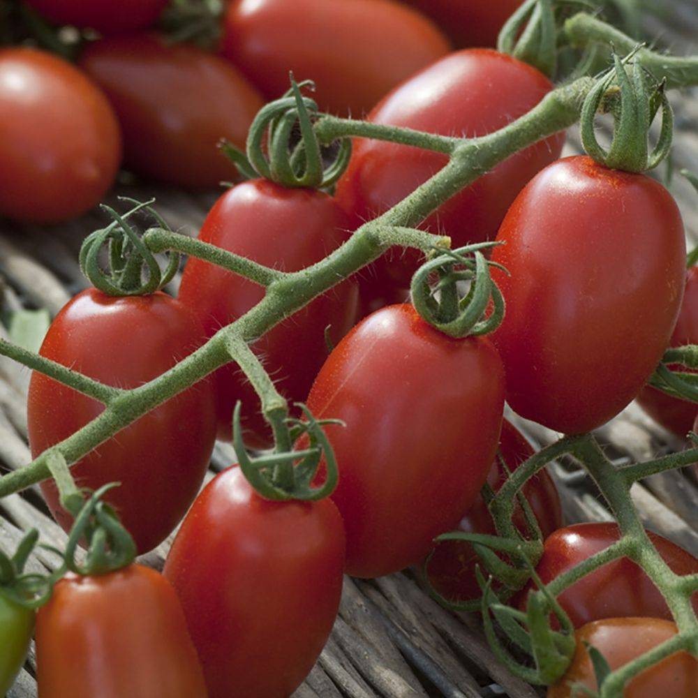 Tomate cerise rouge 'Trilly' F1