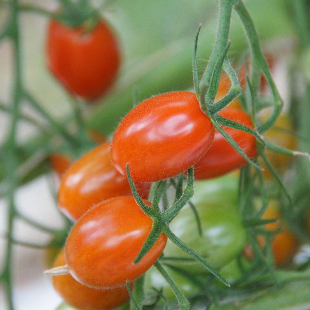 Tomate cerise rouge 'Trilly' F1 - Image 6