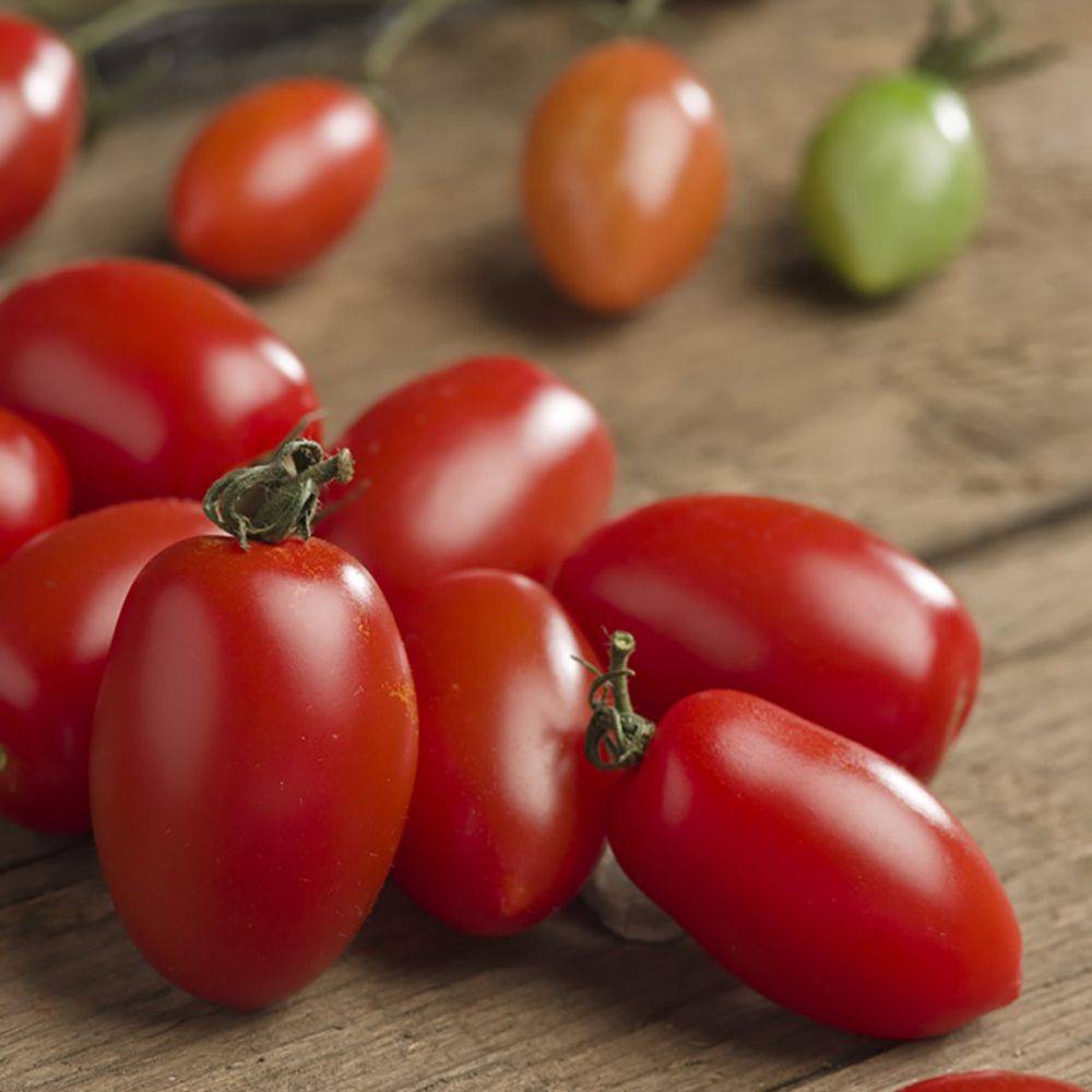 Tomate cerise rouge 'Trilly' F1 - Image 9