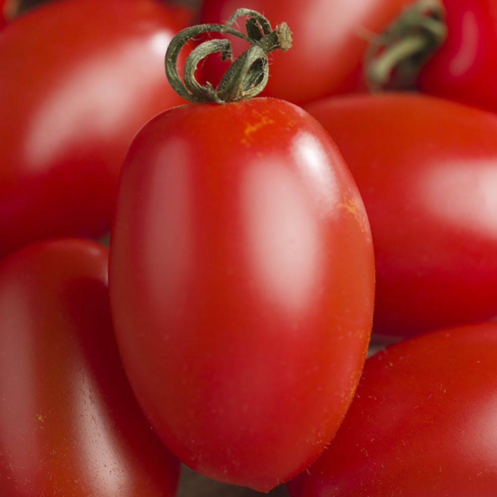 Tomate cerise rouge 'Trilly' F1 - Image 3