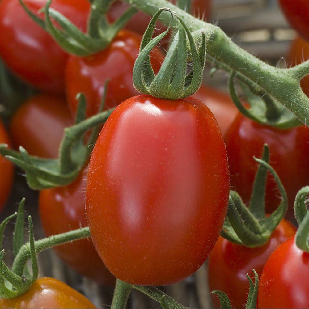 Tomate cerise rouge 'Trilly' F1 - Image 2