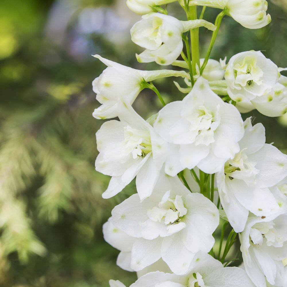 Delphinium Excalibur White - Pied d'alouette - Image 2