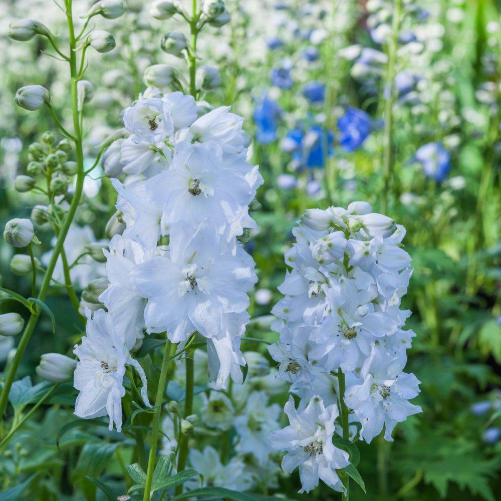 Delphinium Excalibur White - Pied d'alouette
