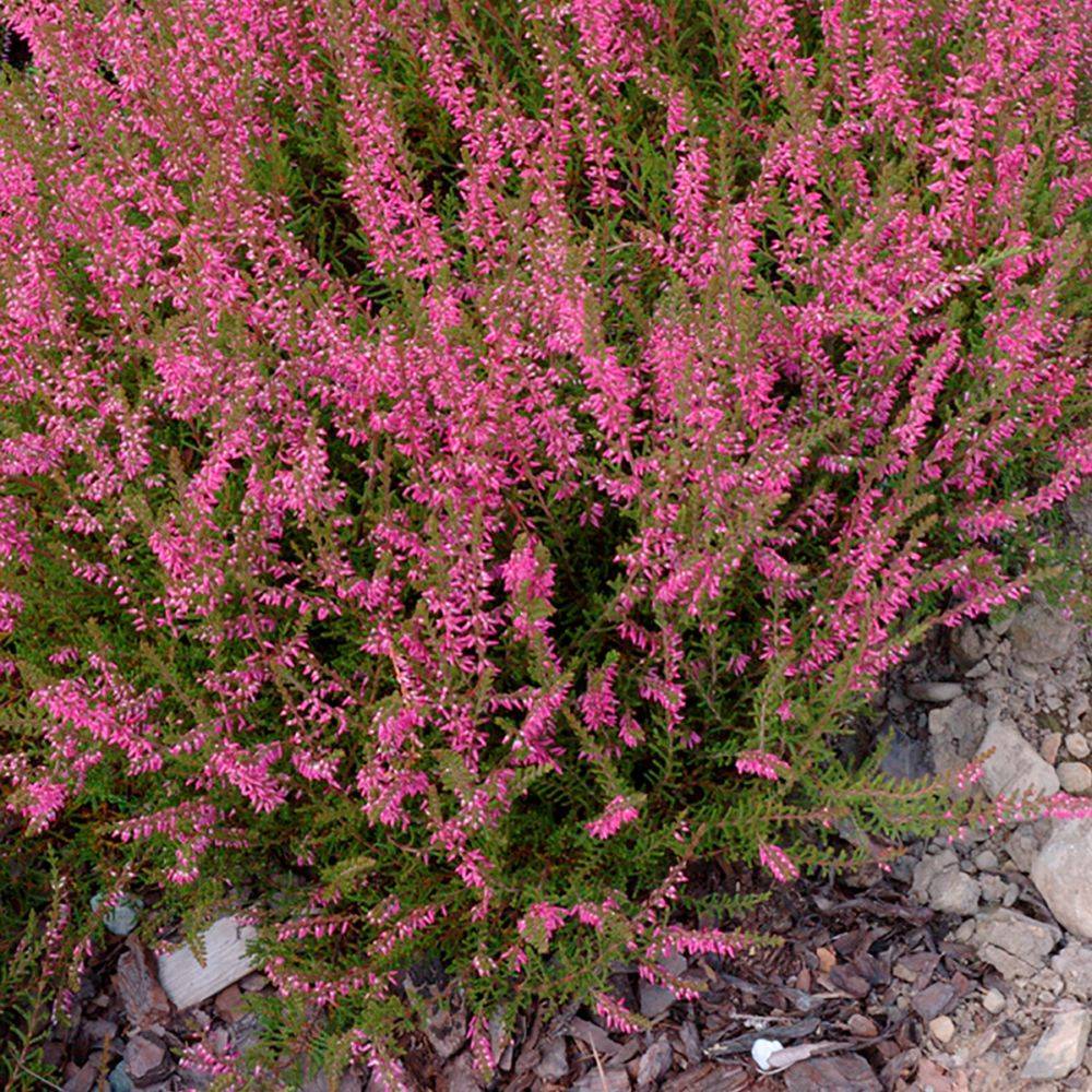 Bruyère d'été Marlies - Calluna