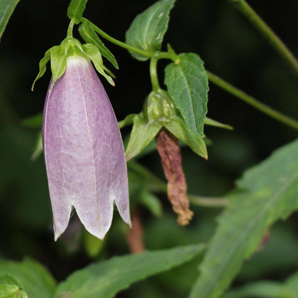 Campanule punctata Rubriflora - Campanula
