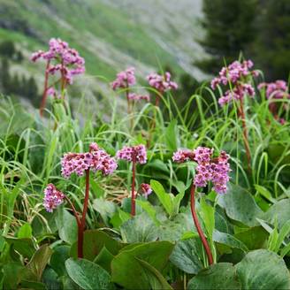 Bergenia cordifolia rosea