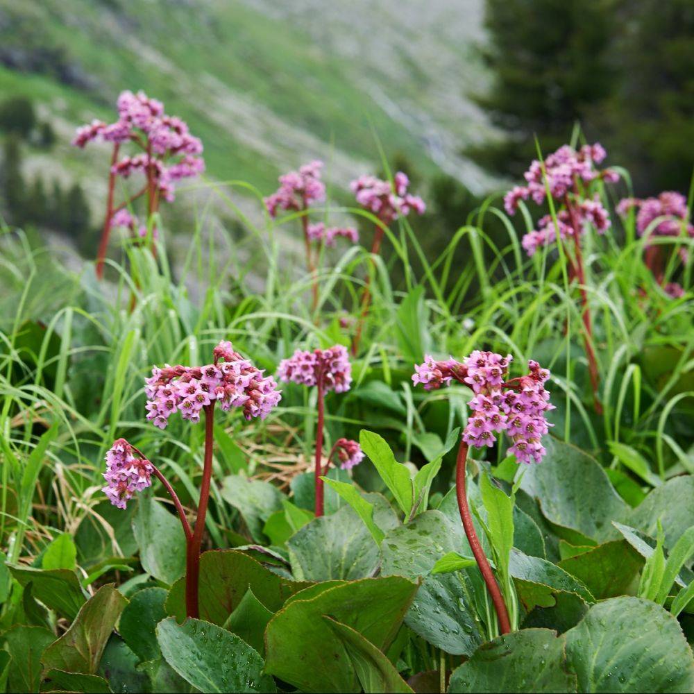Bergenia cordifolia rosea
