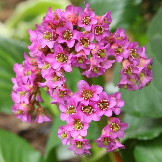 Bergenia cordifolia rosea - Image 2