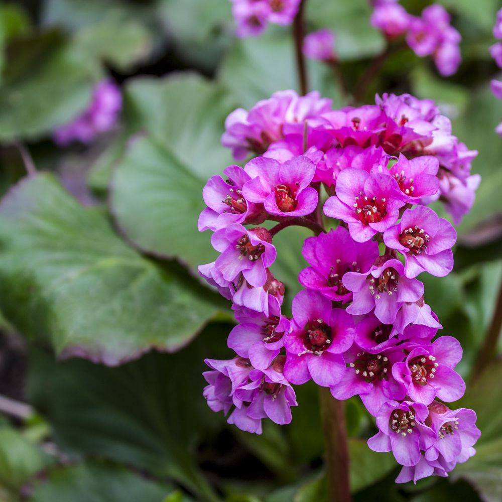 Bergenia cordifolia rosea - Image 4