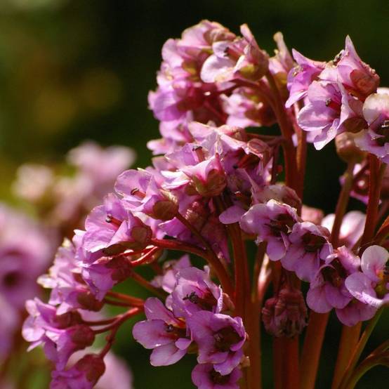 Bergenia cordifolia rosea - Image 5