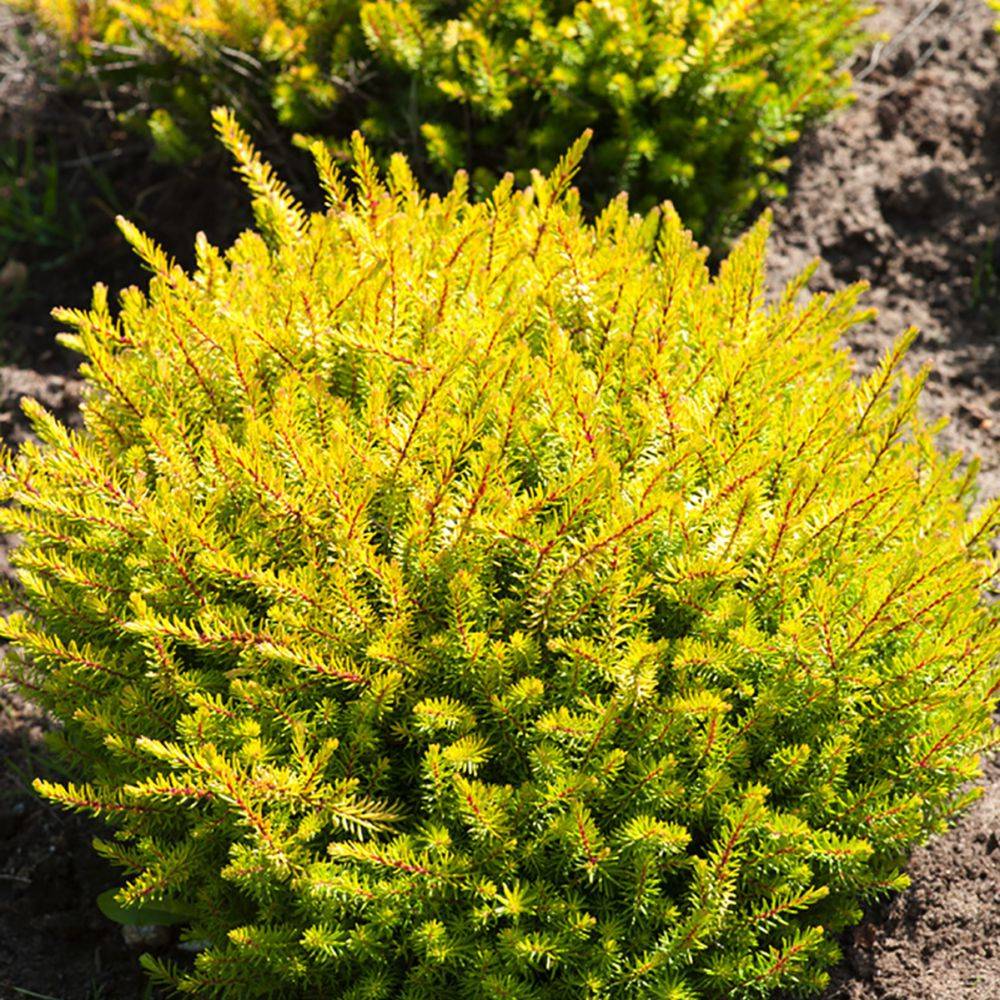 ERICA darleyensis Eva Gold lot de 2
