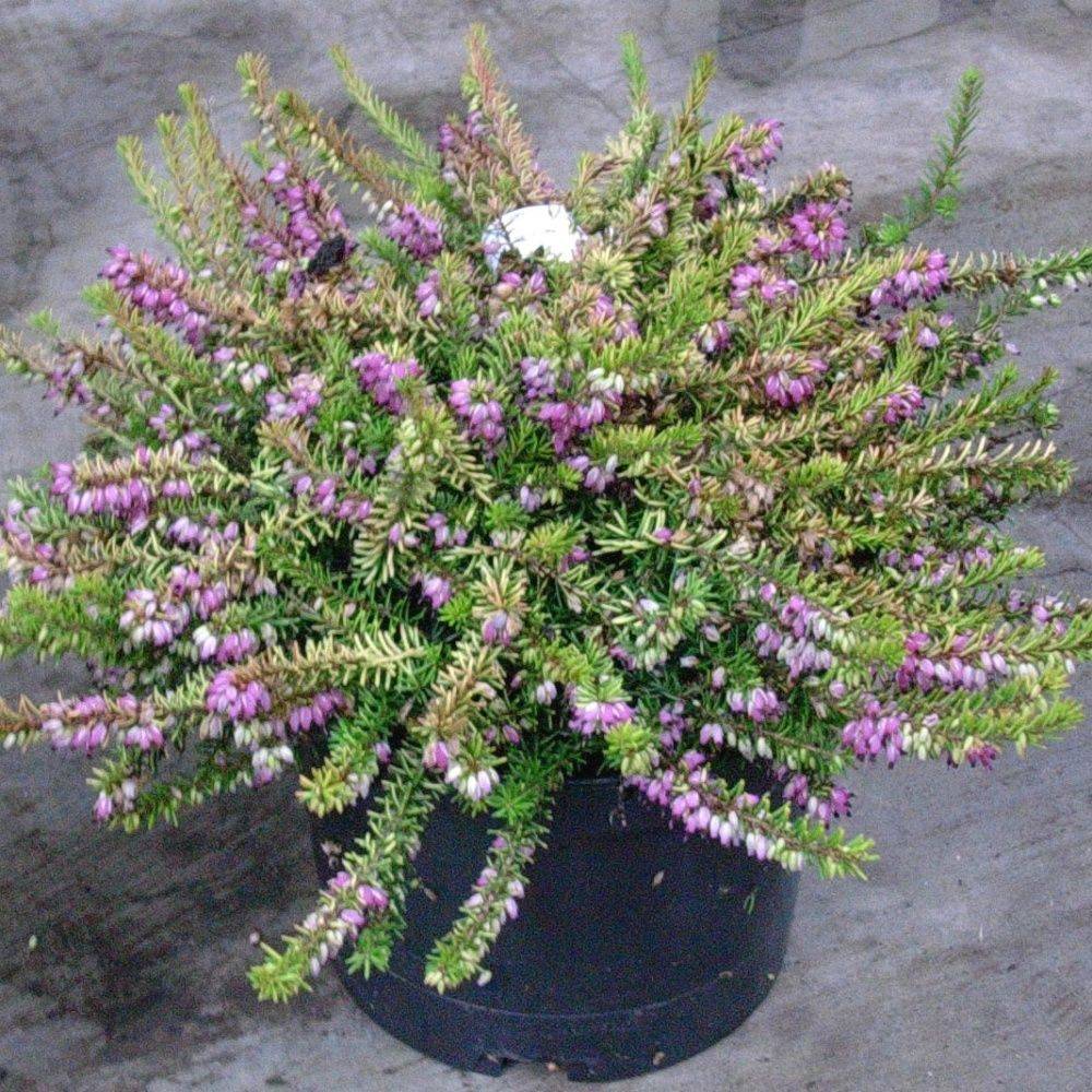 ERICA darleyensis Eva Gold lot de 2 - Image 2
