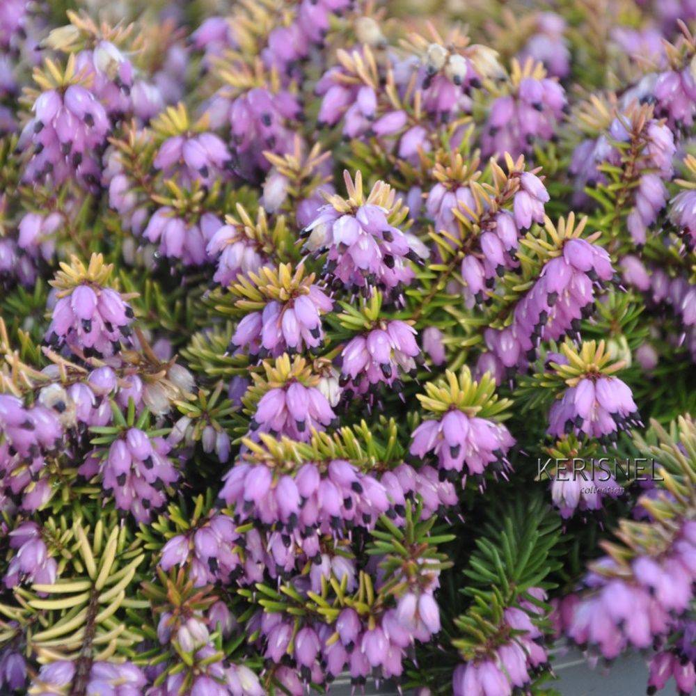 ERICA darleyensis Eva Gold lot de 2 - Image 3