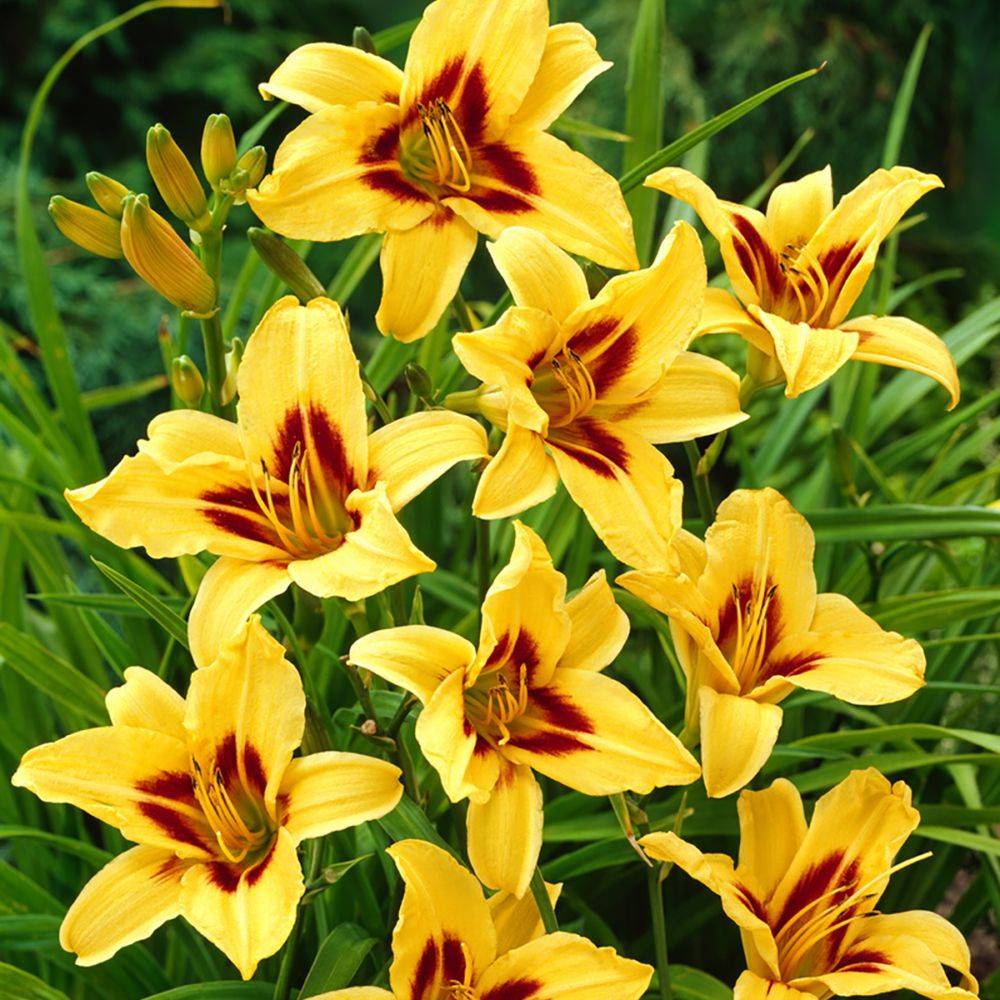 Hemerocallis bonanza