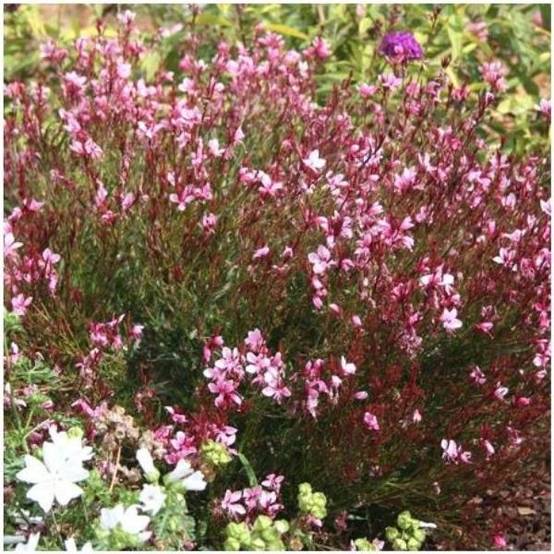 Gaura 'Passionate Blush'