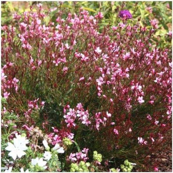 Gaura 'Passionate Blush'
