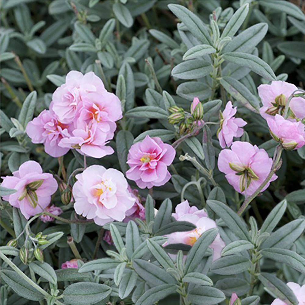 Heliantheme Rose of Leeswood - Helianthemum