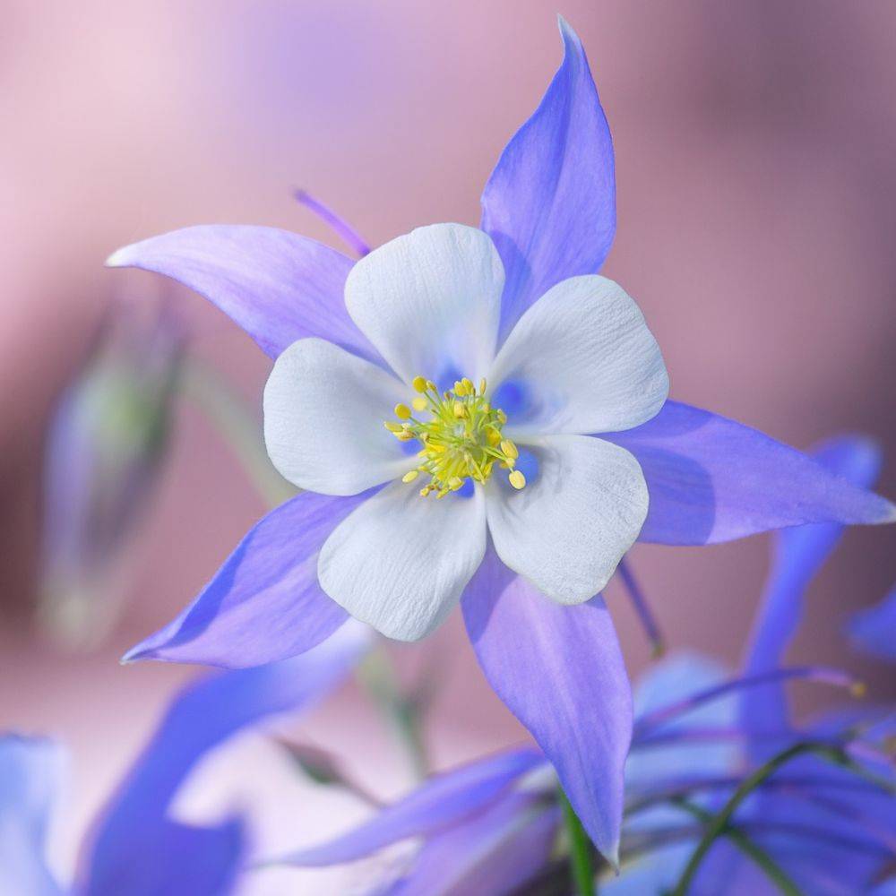 Ancolie 'Blue Star'