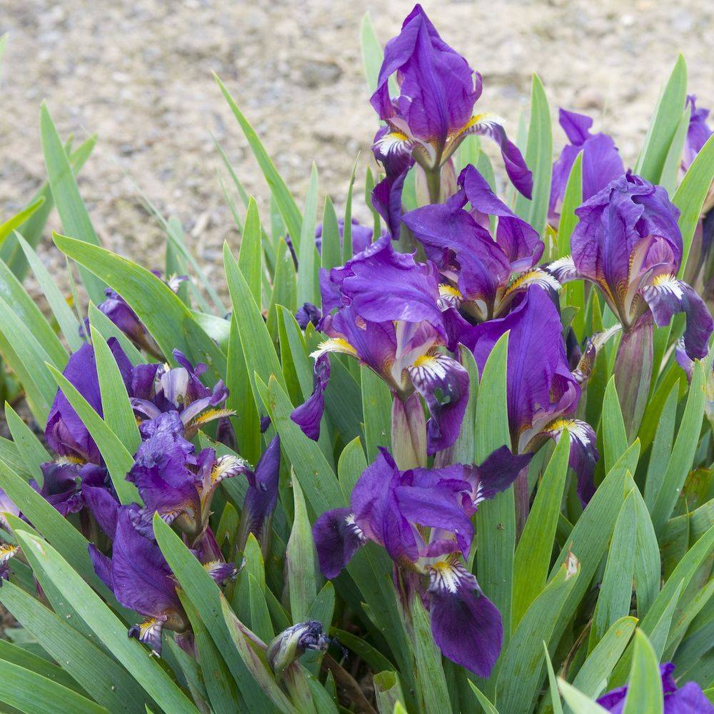 Iris pumila bingo
