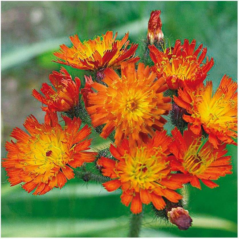Hieracium aurantiacum