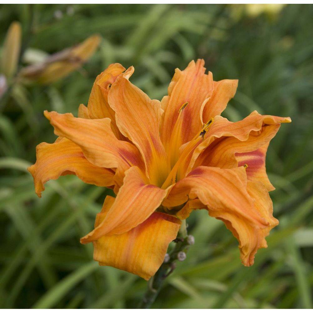 Hemerocallis fulva flore pleno